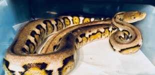 1.0 2018 Sunfire Jaguar het Albino.JPG