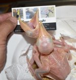 DSC_0052.jpg