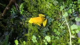 P bicolor 2.jpg