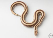 200101RoseyBoa1-1.jpg