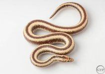 200101RoseyBoa1-2.jpg
