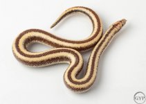 200101RoseyBoa1-3.jpg