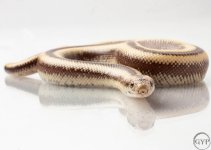 200101RoseyBoa1-4.jpg