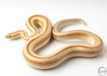 200101RoseyBoa3-1.jpg