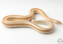 200101RoseyBoa3-3.jpg