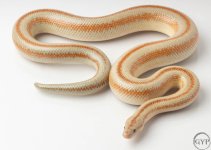 200101RoseyBoa3-2.jpg