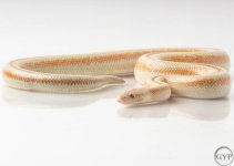 200101RoseyBoa3-4.jpg