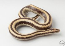 200101RoseyBoa2-1.jpg