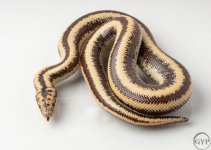 200101RoseyBoa2-2.jpg