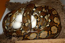 female on eggs 2.jpg