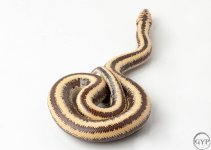 200101RoseyBoa2-3.jpg