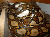 female on eggs 4.jpg