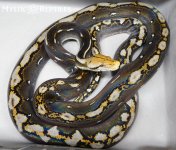 Phantom breeder male.jpg