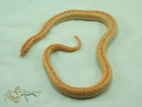 Limburg Albino 1.jpg