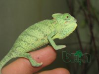 11-IMG_1839-kopiya.jpg