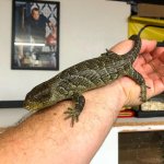 reptiles geckos.jpg