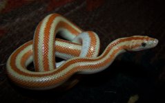 San Felipe Male 1-19-2020.jpg