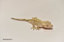 DSC_3000.jpg