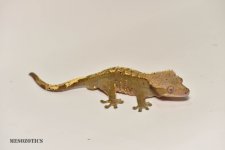 DSC_2998.jpg