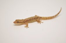 DSC_0099.jpg