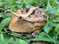 hornfrog3.jpg