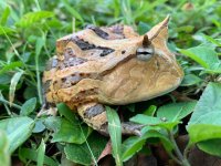 hornfrog.jpg
