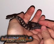 watersnakebaby3.jpg