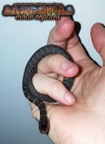 watersnakebaby1.jpg