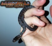 watersnakebaby2.jpg