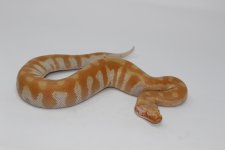 TNeg Blood Python 2.jpg