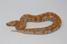 TNeg Blood Python.jpg