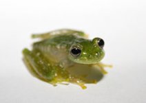 220px-Cochranella_pulverata_02.jpg