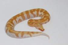 TNeg Blood Python 3.jpg