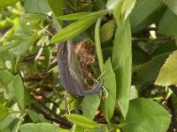 IMG_4215.jpg