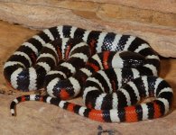 lampropeltis-zonata-parvirubra.jpg