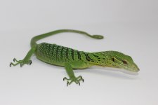 GreenTreeMonitor2.jpg