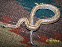 2019 0.1 DH Female.jpg