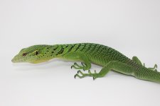 GreenTreeMonitor.jpg