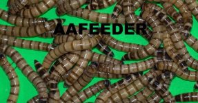 super_worms.jpg