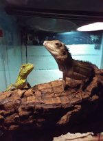hypmacropair1.jpg