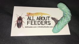 Hornworm.jpg