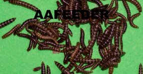 Lesser Worms.jpg