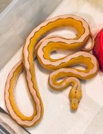 1.0 2019 Platinum OG Motley Citron poss Sunfire.jpg