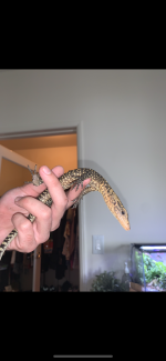 Quince Monitor 1.png