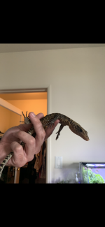 Quince Monitor 2.png