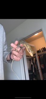 Quince Monitor 3.png
