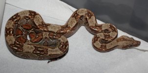 Super Hypo Sonoran het Leopard 3-26-2020 (2).jpg