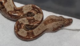 Super Hypo Sonoran het Leopard 3-26-2020 (1).jpg