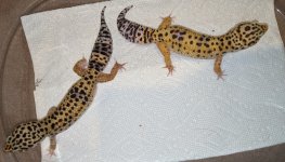 IMG_20200119_214440.jpg