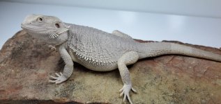 hypo1.jpg
